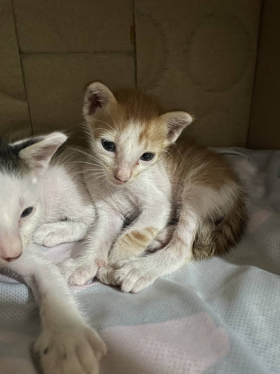 CatsterClub's tweet photo. 🏠หาบ้านให้น้องแมว🏠
ไม่น่าใจอายุกับเพศนะคะ อายุน่าจะประมาณ3สัปดาห์ได้ค่ะ แต่คิดว่ายังไม่ถึงเดือนหรือไม่ก็อาจจะเดือนนิด ๆ
 ตัวนึงสีขาวดำค่ะ ลายข้างหลังเหมือนมิกกี้เมาส์ 
อีกตัวเป็นแมวขาวส้ม ตัวนี้ติดคนมากค่ะ

***ขอคนที่พร้อมจ่ายค่ายา ค่าวัคซีน ค่าทำหมันให้น้องตลอด และต้องอัปเดตน้องแมวให้กับเราทุกสัปดาห์ตลอด1ปีค่ะ***

ขอคัดบ้านและขอคนมีเวลาให้นมน้องนะคะ เพราะยังไม่หย่านมเลย  ฟันขึ้นแล้ว แต่ขาหลังยังอ่อนแรงอยู่ค่ะ

พิกัด พระสมุทรเจดีย์ สมุทรปราการ
ติดต่อ โทร0860210164

ใครสนใจรับดูแลติดต่อหาเจ้าของได้เลยนะคะ หรือ ช่วยกันรีกระจายข่าวก็ได้ค่า มาช่วยกันหาบ้านอันอบอุ่นให้น้องกันนะคะ