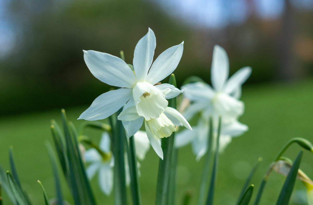 DorteHedengran's tweet photo. Beautiful white Pentecost lilies (Narcissus poeticus) on a cold but beautiful day💮
#Denmark #SonyAlpha #NaturePhotography #photooftheday #April22th #MondayVibes #MondayMorning #Monday #Flowers #FlowerOfX #Narcissus
📸Dorte Hedengran https://t.co/24ngr7LIlt