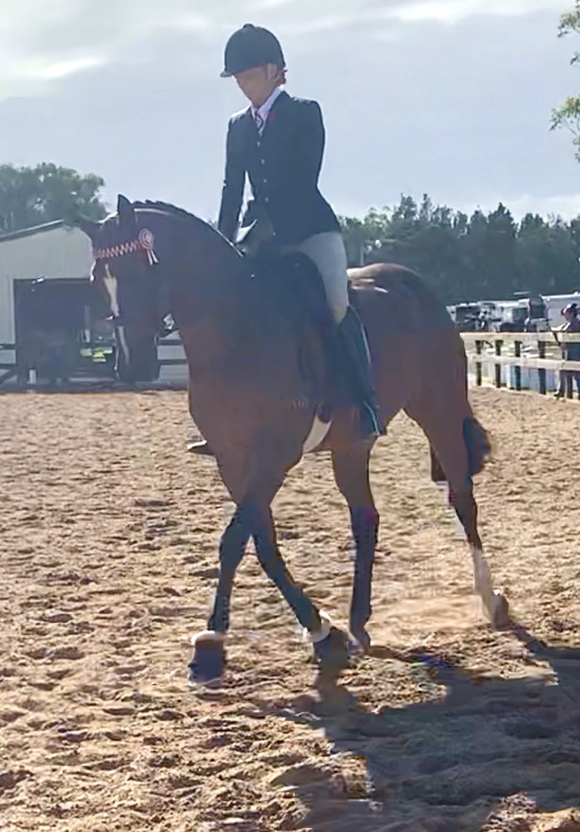 HillviewThorou1's tweet image. Hawkesbury Ag Show
Such a hot show….🙈
Luckily Chrizzy’s a sensible boy.

‘Sauvignon HK’
Helene Charisma (FRA) 🇫🇷🇫🇷🇫🇷
🏆🏆🏆🏆

Champion Small Hack
Champion Led Thoroughbred 
Champion Led Hack
Champion Led OTT
Reserve Champion Led ANSA 
#hkjc #french #group1winner #showhorse