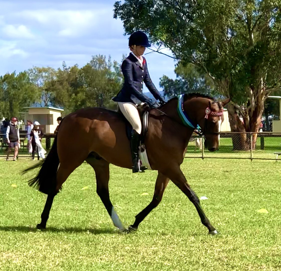 HillviewThorou1's tweet image. Hawkesbury Ag Show
Such a hot show….🙈
Luckily Chrizzy’s a sensible boy.

‘Sauvignon HK’
Helene Charisma (FRA) 🇫🇷🇫🇷🇫🇷
🏆🏆🏆🏆

Champion Small Hack
Champion Led Thoroughbred 
Champion Led Hack
Champion Led OTT
Reserve Champion Led ANSA 
#hkjc #french #group1winner #showhorse