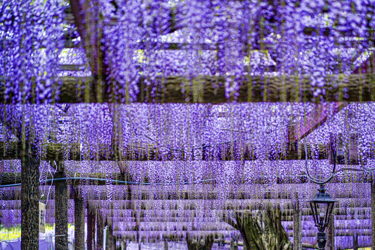 #藤の花
#藤
#wisteria
#wisteriaflowers
#津島
#天王川公園
#花
#flowers
#sigma
#sigmafp
#sigma90mmf28contemporary
#90mmf28dgdn