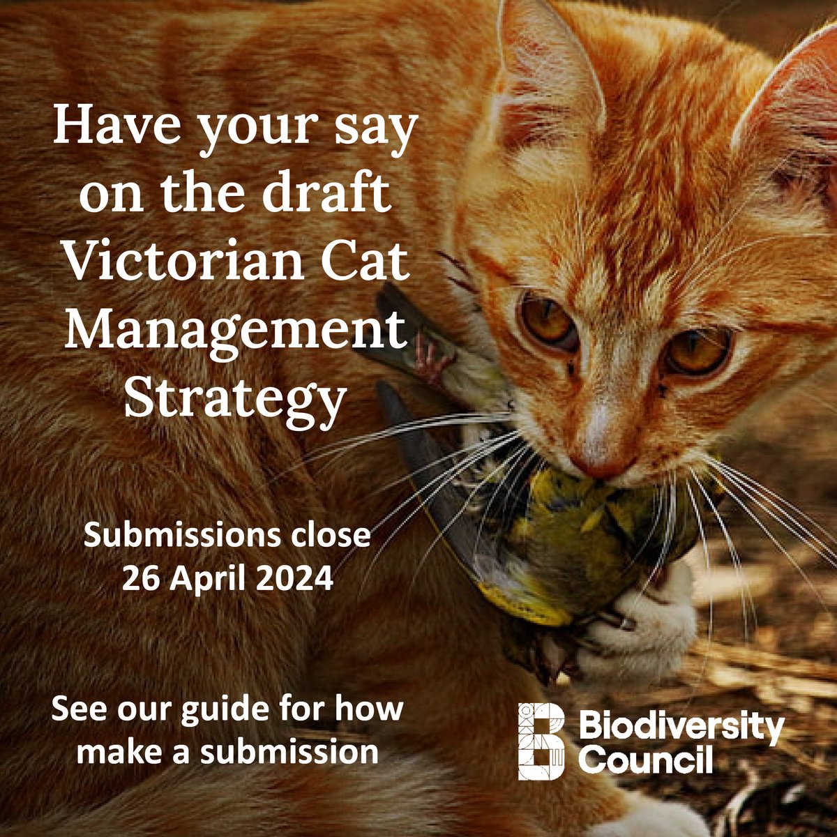 Vic Gov is developing their first long-term cat management strategy. The draft is open for consultation until 26 April. The draft downplays the impact feral cats have on the environment. Can you please ask @VicGovAu to take stronger action on feral cats? To make it easy, we've…