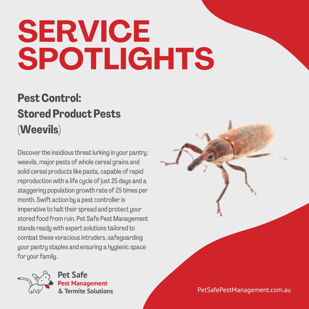 PetPest's tweet photo. Discover pantry pests like weevils targeting your grains and pasta. Reproduce quickly, these pests have a 25-day lifecycle. Act fast to safeguard your food.

🔗https://t.co/QUuHDLnl5W

#PestControl #PetSafePestManagement #PSPM https://t.co/jySbhXO4Kr