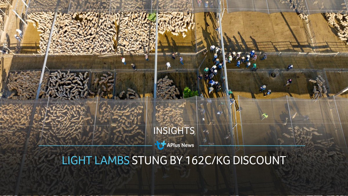 Light lambs stung by 162c/kg discount. The price disparity between light and heavy lambs has grown. Currently, the indicators are showing a 162¢ light lamb discount, the largest discount this year. ✏️ Erin Lukey READ ARTICLE: tinyurl.com/5f8e3hnd