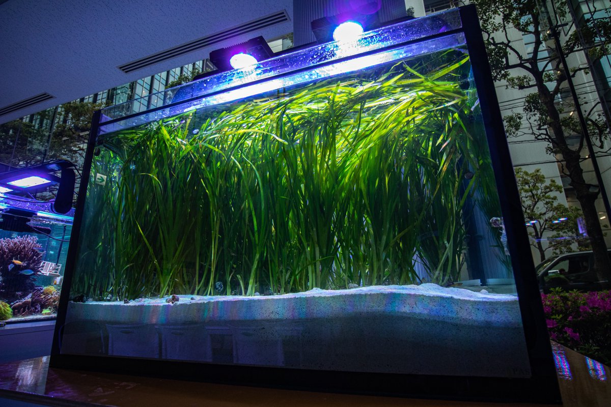 これがアマモ水槽だっ！！！！！！！！！！