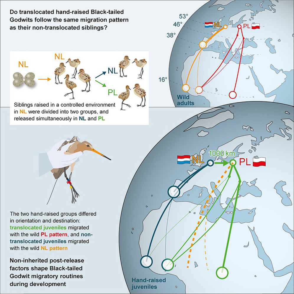 Translocation of shorebird siblings shows intraspecific variation in migration routines to arise after fledging | Current Biology | cell.com/current-biolog… | #ornithology