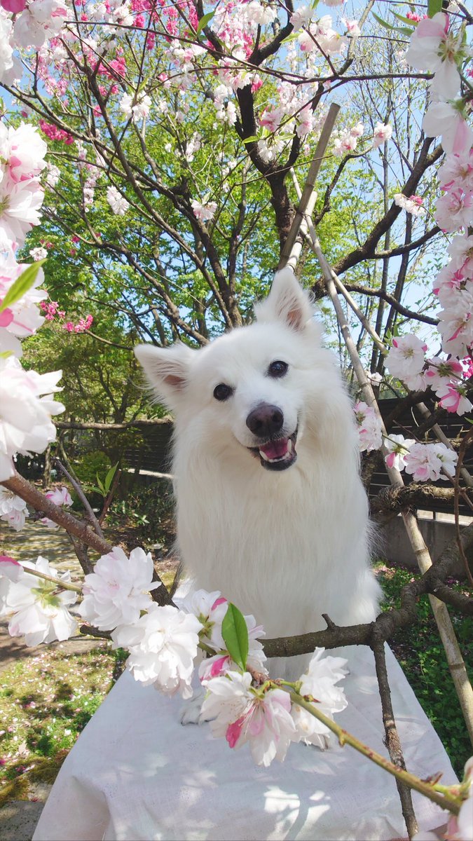 お花に囲まれてて可愛い🌸