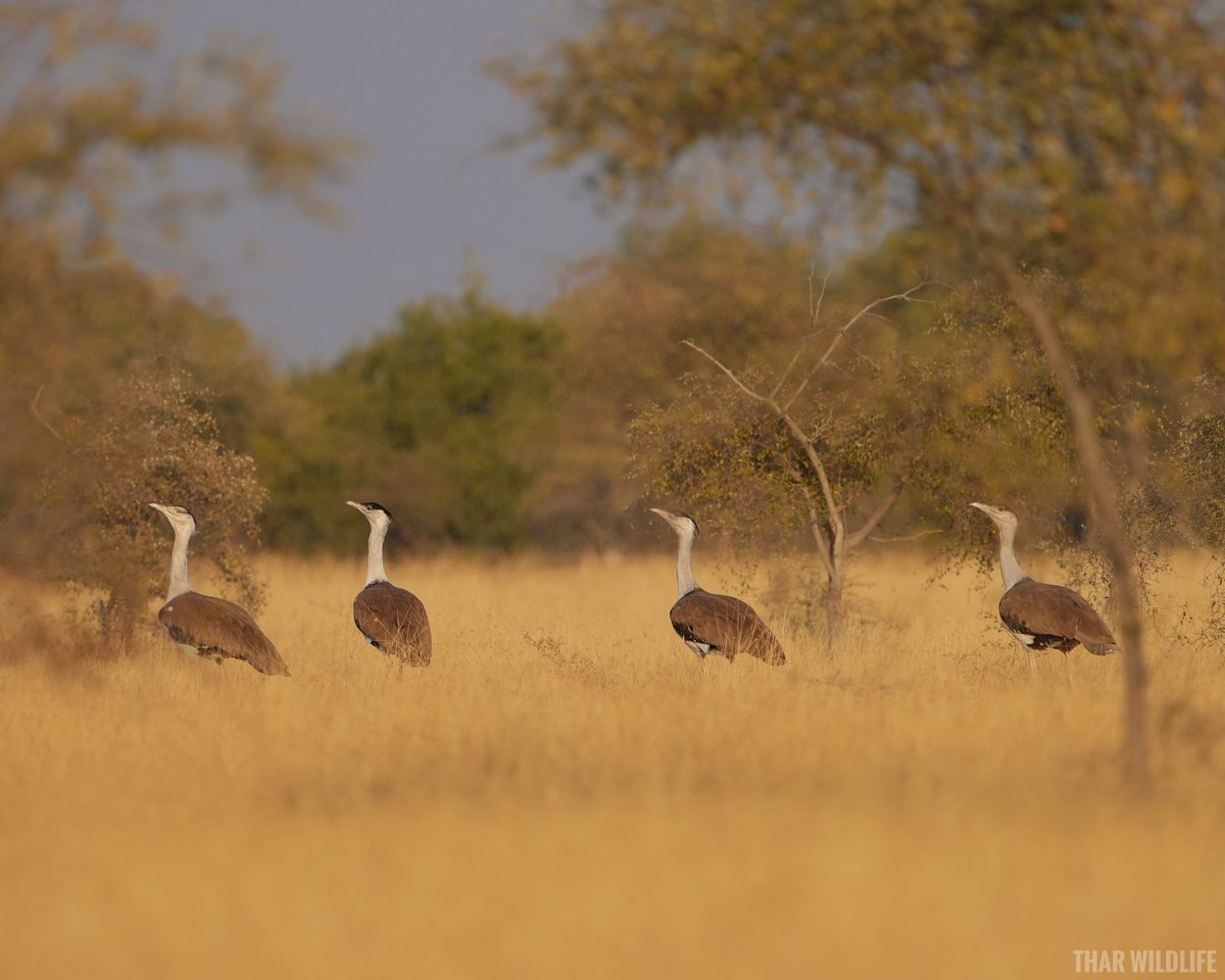 This one from my side. When there are only 120-150 individuals are left on the earth. Whats your feeling when you will see this group in habitat.