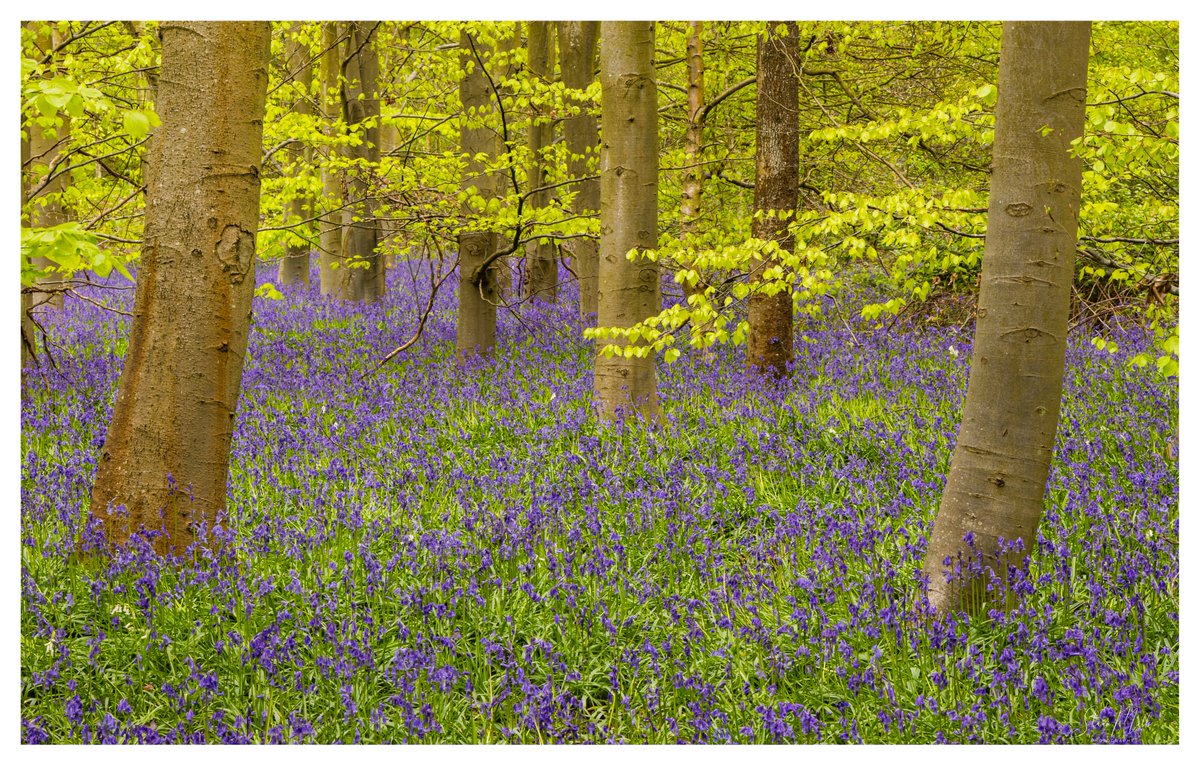 'Spring'
#Fsprintmonday #Sharemondays2024 @Fotospeed #Appicoftheweek