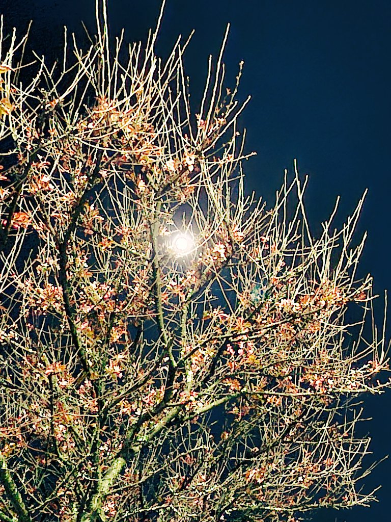 Can't sleep, so here's the moon through a tree that's sitting next to me.