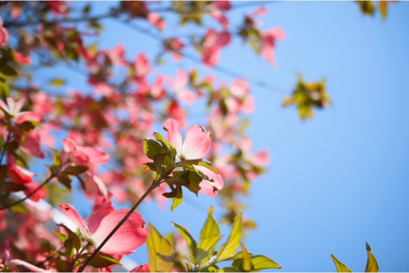 בוקר טוב וחג פסח שמח🌺🌸💐🌼