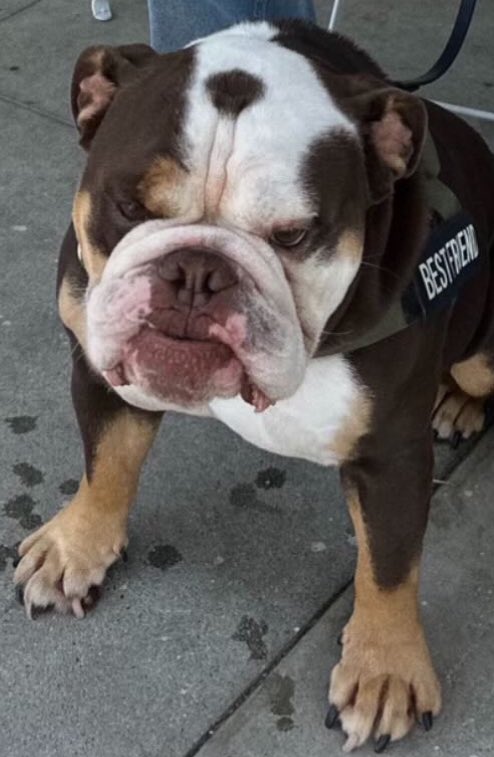 BeefThings's tweet image. When mom and dad say no more treats..