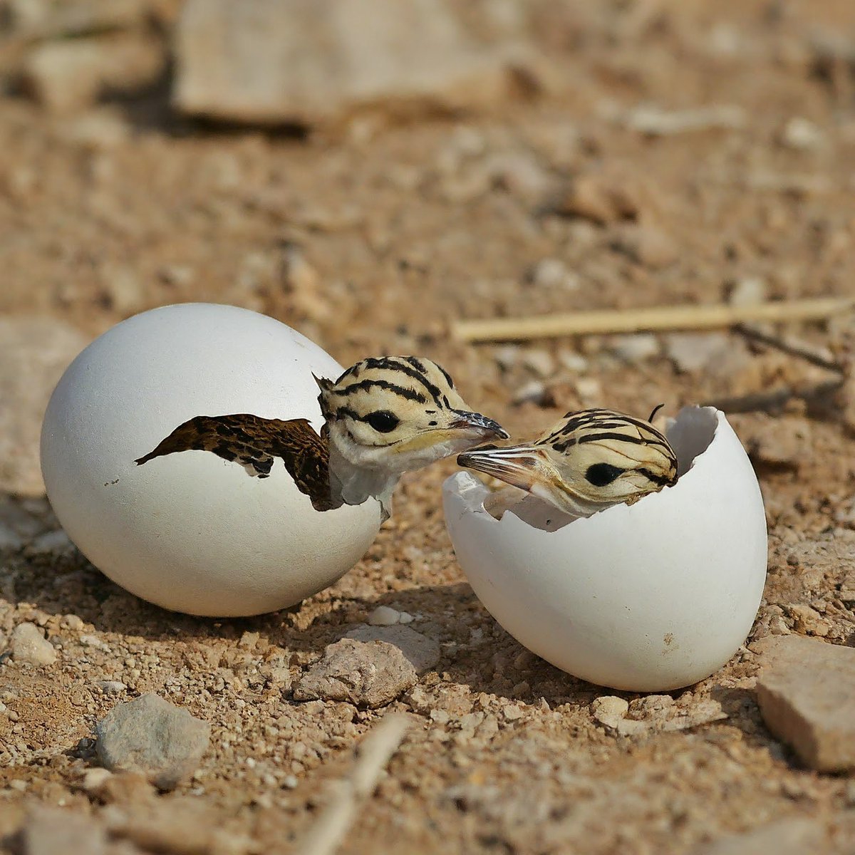 AkashdeepMaur's tweet photo. Back in the nest, Cheeku &amp; Champa chirped for their mama. They waited, hungry and confused. Rani wouldn't return.This is what happens when we destroy nature. On this Earth day, let's take a vow to protect these birds &amp; their homes!  #ConservationNow  #SaveTheBustards #EarthDay https://t.co/rQXLbMfV8U