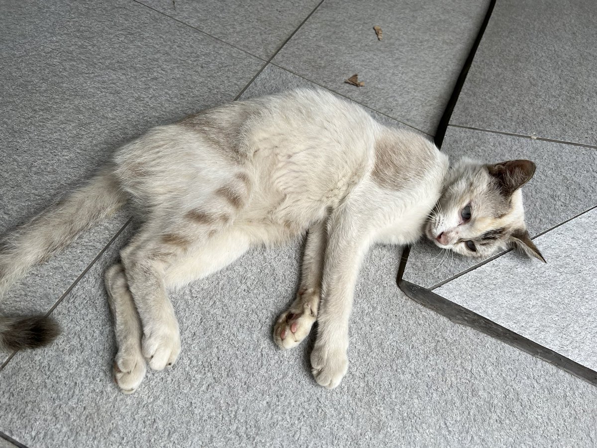 devianitaaa's tweet photo. Nasi, where are you :( pulang dong😢 https://t.co/oX073l11X4