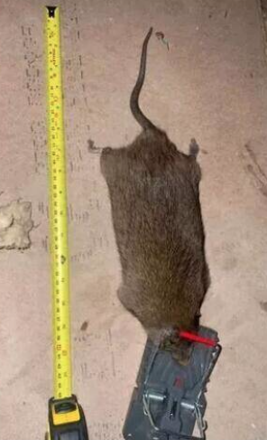 (6) he often works in garbage depots looking for rats https://t.co/8Tpm2SDlX9