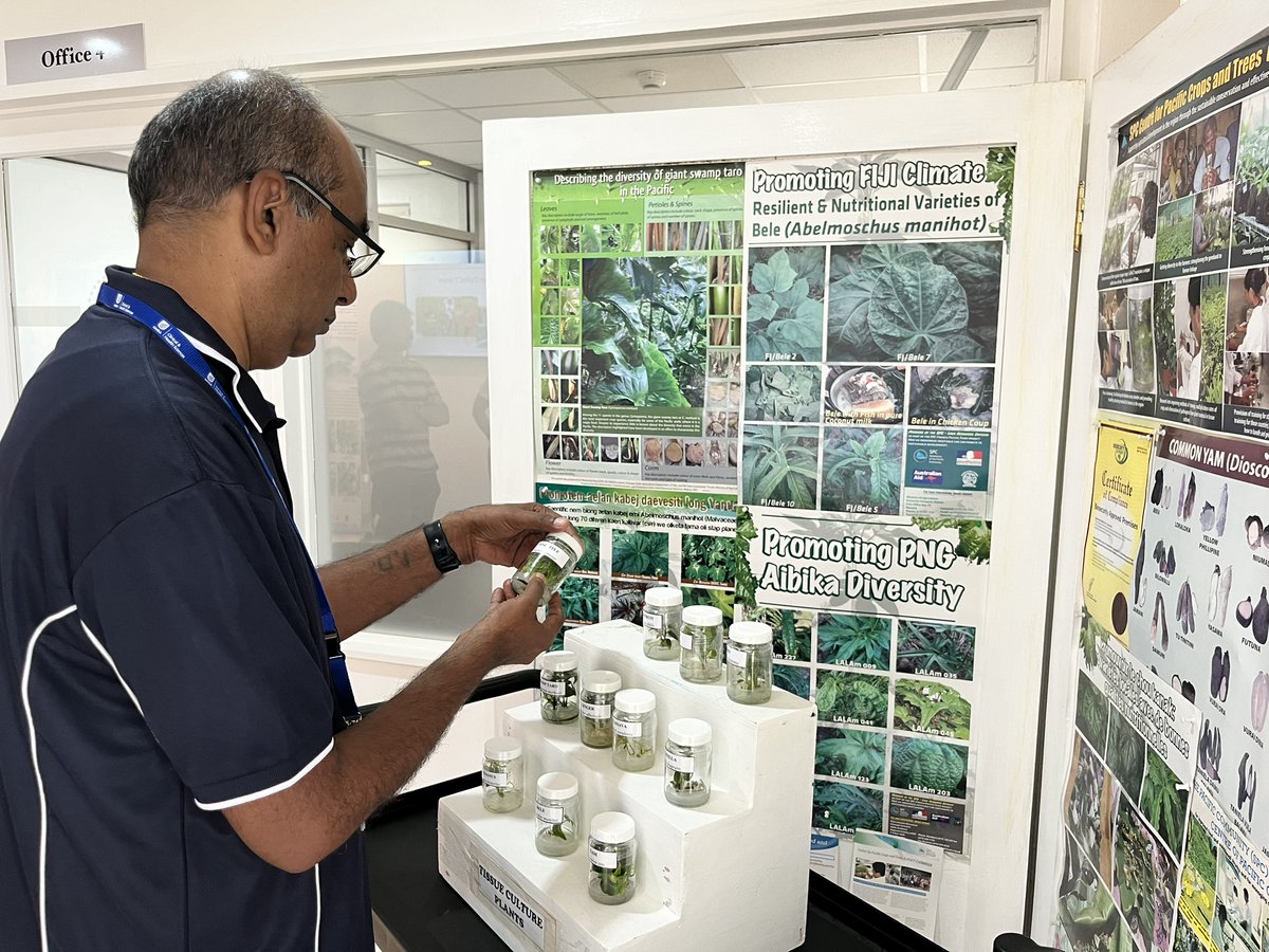 spc_cps's tweet photo. #PacificAgriculture | 🔬 @UniversitySA is in the house!
🧑🔬 Undergrads of the Clinical & Health Sciences unit visited #CePaCT (Centre for Pacific Trees and Crops) facilities. Our researchers introduced them to the #PlantMolecular & the #seed laboratories. https://t.co/BHdfYgwvnm