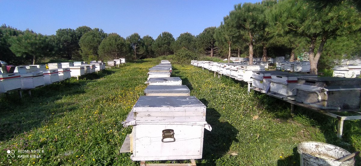 KADRBRAHMKBAR's tweet photo. Arı sizler için sadece bir böcek olabilir benim için çok değerli bir çok şeyi bu minicik böcek sayasin de olduğunu bilseniz sizin içinde değerli olabilir. #arı #bal #balarısı #istanbul https://t.co/cFNKQHUJe4