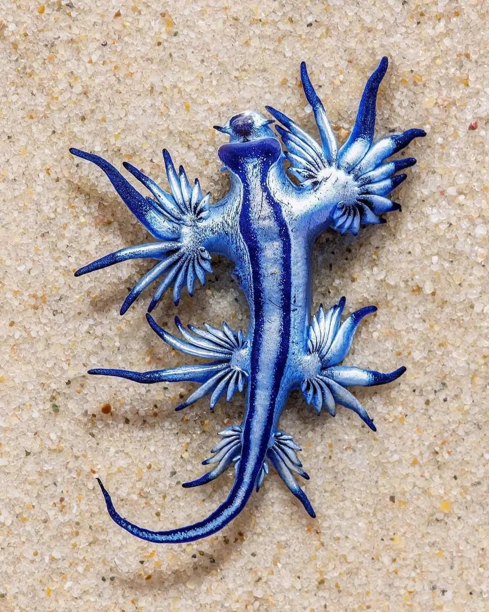 @Dreadful4Tymes It’s a Blue Gaucus They’re a type of Sea Slug and are found throughout the Atlantic & Pacific oceans to game a few Even though they look harmless, they have powerful stings that can leave you feeling nauseous, in pain and can even make you throw up