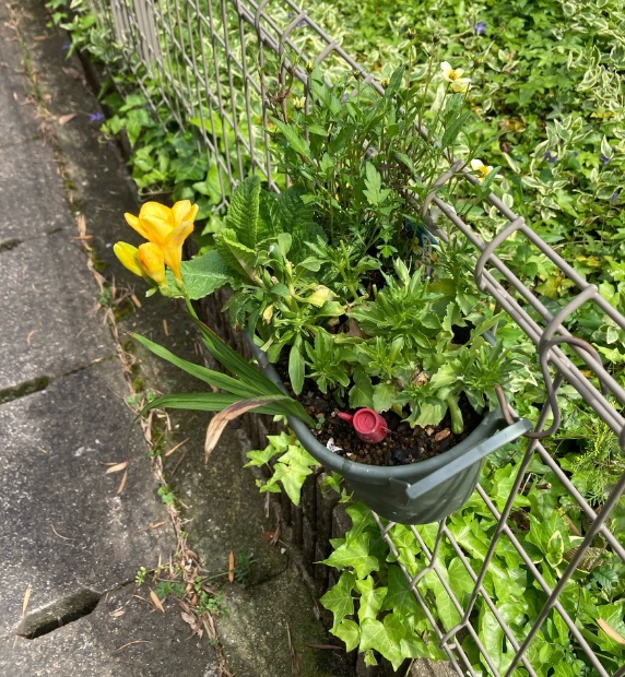 玄関先のハンギングは、イエローでした。
かわゆ☺︎

#フリージア
#freesia
#お庭 #gardening
#ガーデニング　#庭仕事
#のんびり　#ぼちぼち
#lowcost #lowmaintainance
#TLを花でいっぱいにしよう
#bulbs #lovely
#earlysummer