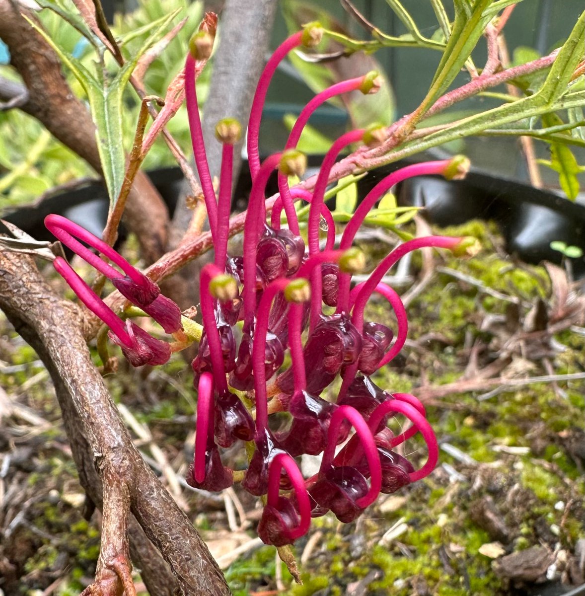 Grevillea ‘Bronze Rambler’ continues its long term recovery from the winter of 22-23