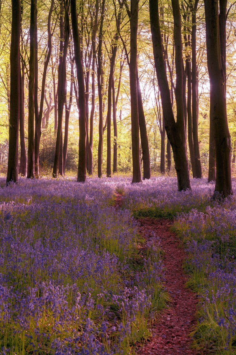 A Bluebell dream 😍
#Fsprintmonday #Sharemondays2024 @Fotospeed #Appicoftheweek #WexMondays  @wextweets @bbcweather