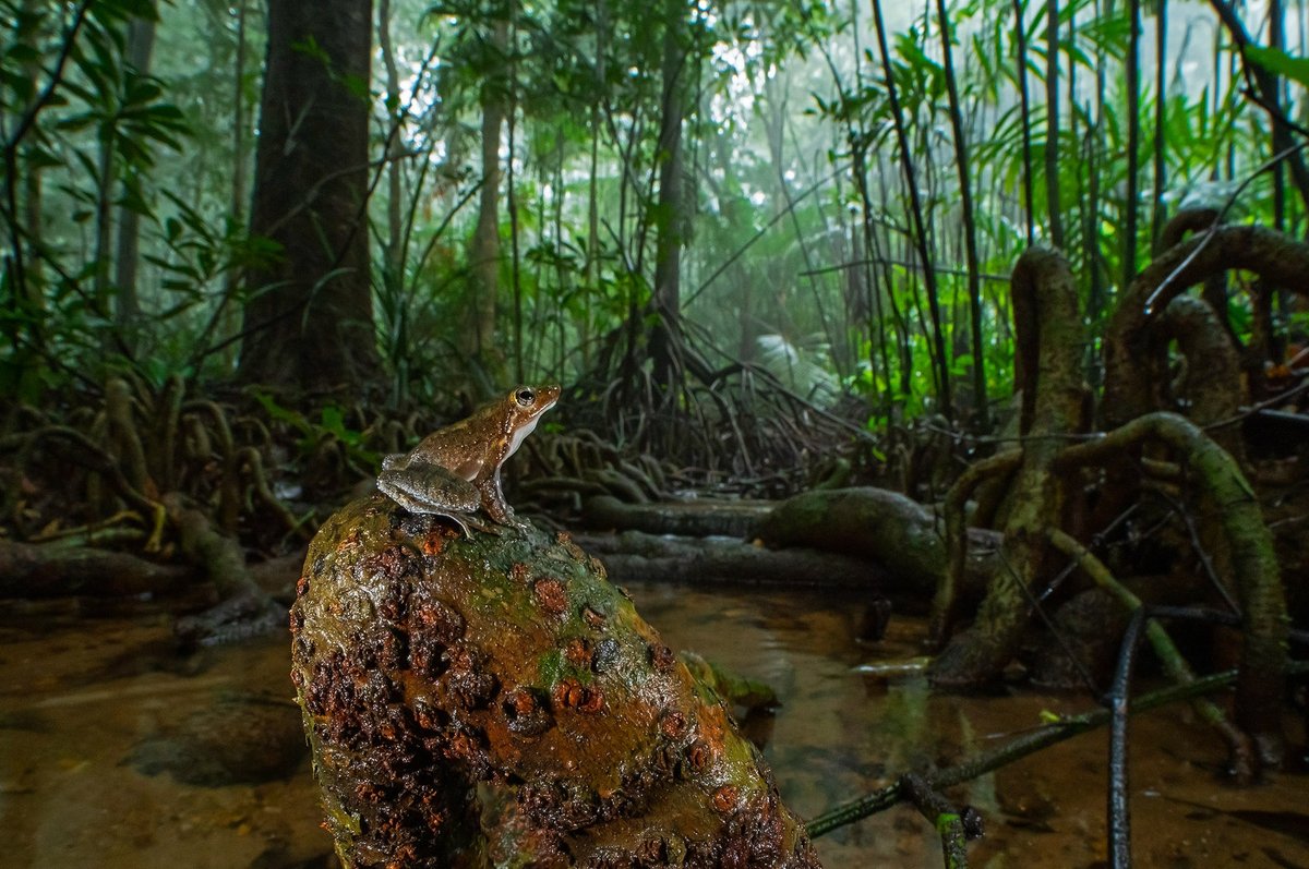 #FromTheArchives #EarthDay #Myristica #swamps are some of the most primaeval ecosystems on the planet today. What lies ahead for this threatened ecological hotspot? 📷 @dhritimanimages — An endangered Kottigehar Dancing Frog inside a Myristica swamp. bit.ly/4b7yNDF