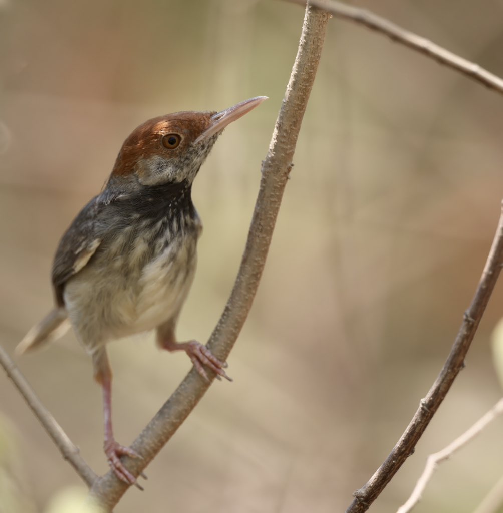 Despite living in #Cambodia’s capital city Phnom Penh the Cambodian Tailorbird (#BirdsSeenIn2024) remained new to science until its discovery in 2009. This image was taken yesterday showing well the #bird’s orange crown, black throat and “matching eyes” [BirdingInChina.com].
