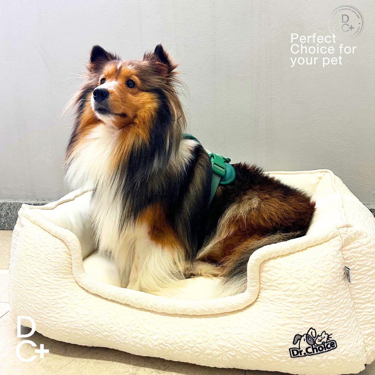bentleycartierO's tweet photo. Nap time just got upgraded!
Tiertier selects Dr. Choice 🐶🤍

🔗 https://t.co/nc27kKexBY

#drchoice 
#bentleycartierO https://t.co/VuxdpQcQSy