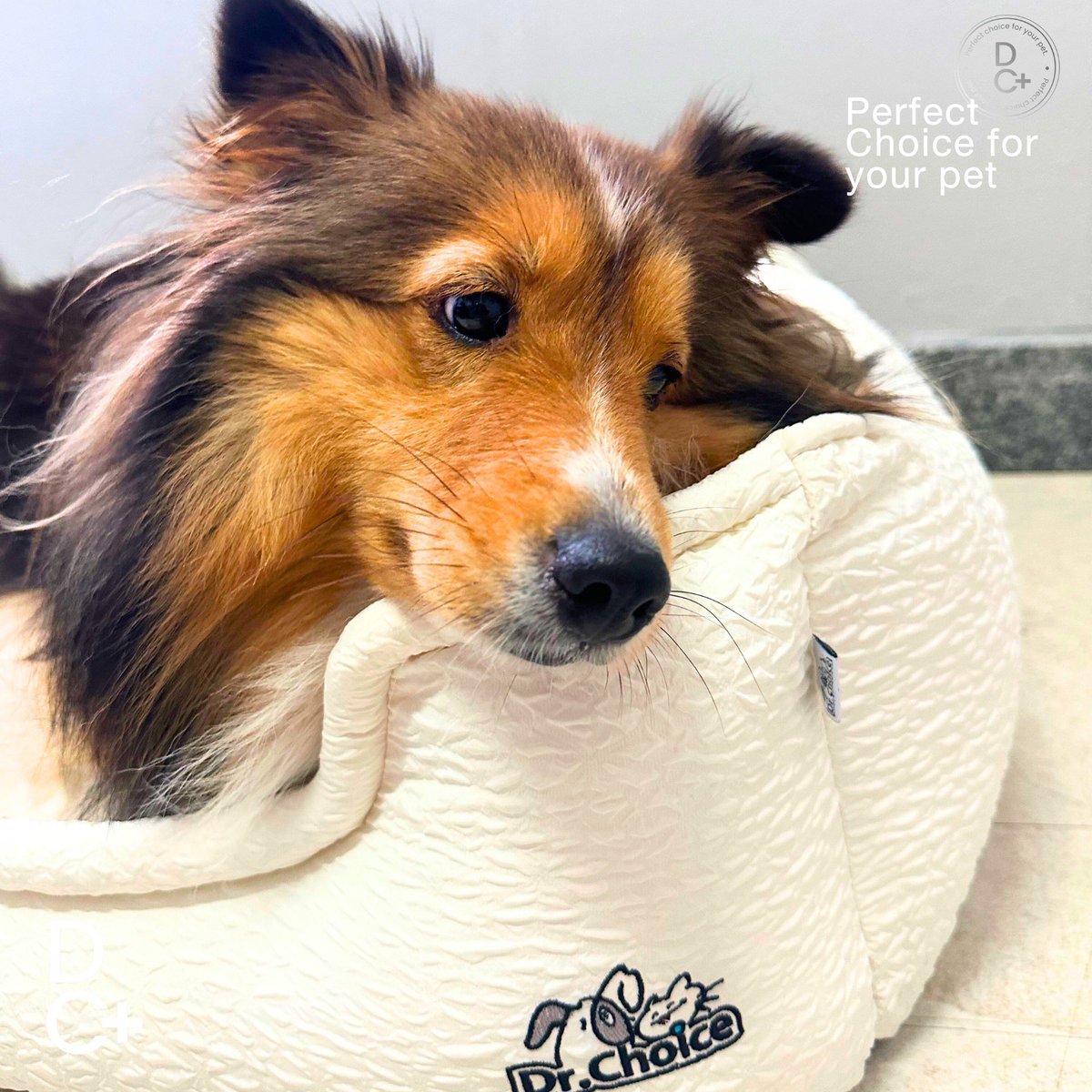 bentleycartierO's tweet photo. Nap time just got upgraded!
Tiertier selects Dr. Choice 🐶🤍

🔗 https://t.co/nc27kKexBY

#drchoice 
#bentleycartierO https://t.co/VuxdpQcQSy