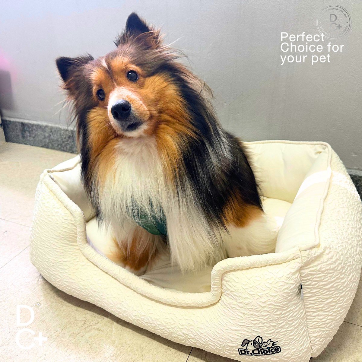 bentleycartierO's tweet photo. Nap time just got upgraded!
Tiertier selects Dr. Choice 🐶🤍

🔗 https://t.co/nc27kKexBY

#drchoice 
#bentleycartierO https://t.co/VuxdpQcQSy