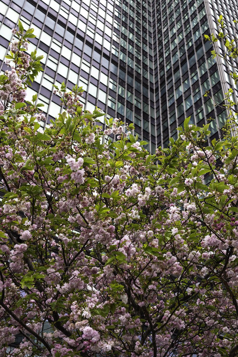 Blossom in Tottenham Court Road W1 #TreeClub 🌳 @WoodlandNomad