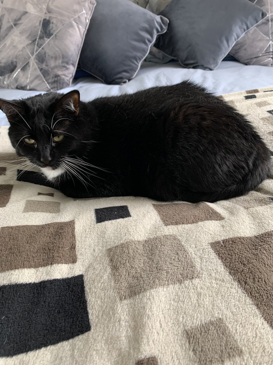 Flynn 🐱Malibu🌈Basil tweet media