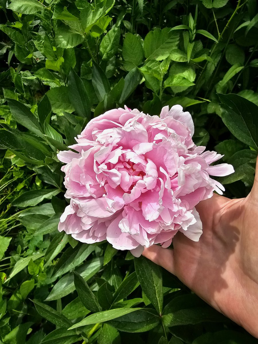 falconluvr's tweet photo. #AlphabetChallenge #WeekP
P is for #pink peonies https://t.co/PmdbI4IsVx