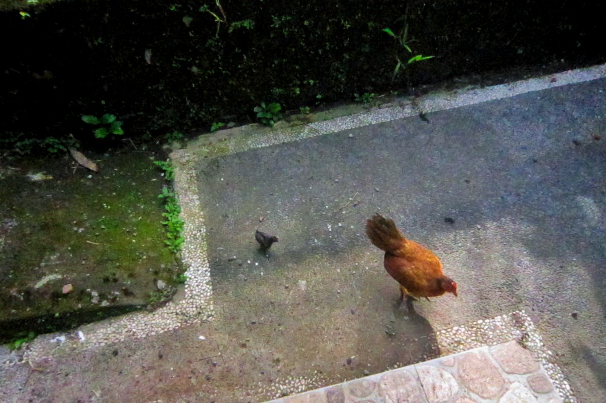 Chicken and me eating bread🥰,Let's be kinder to another life.
#kind #bread #sustainable #ecofrieandly #home #chicken #babychicken #breadforchicken #togethereating #homekind #smallgift #ecofriendly #bekinder #otherlife #kindanimal  #homeme #meeco #morningtee #teawithchicken #gift