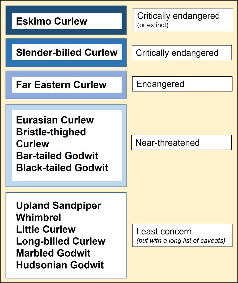 It's still #WorldCurlewDay in parts of the USA/Canada. Long-billed #Curlew is still categorised as 'Least Concern' by @BirdLife_Data but those who study the species think that that will change. Why are large #waders #shorebirds in trouble? wadertales.wordpress.com/2017/03/01/why… #ornithology