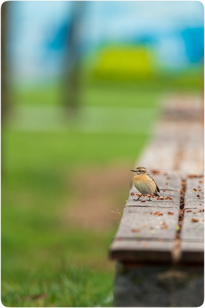 Haftasonu Maltepe sahilindeki parkta gözlemlediğim kızıl göğüslü kuşlar serisi yaptım:) Mutlu haftalar dilerim.

Küçük sinekkapan, kızılgerdan, kızılkuyruk, çayır taşkuşu.

#HangiTür #birdwatching #wildlifephotography #nikonphotography #kuşgözlemi