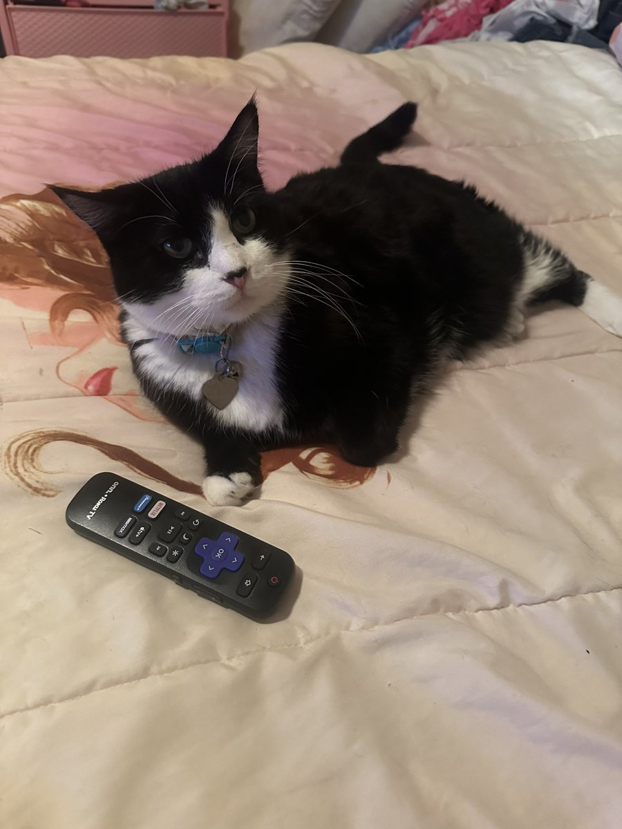 Hi friends 😺 Oreo says that since it is her birthday month 🎂she will take over the tv remote 😹what do you think friends? #CatsOfTwitter #SundayThoughts