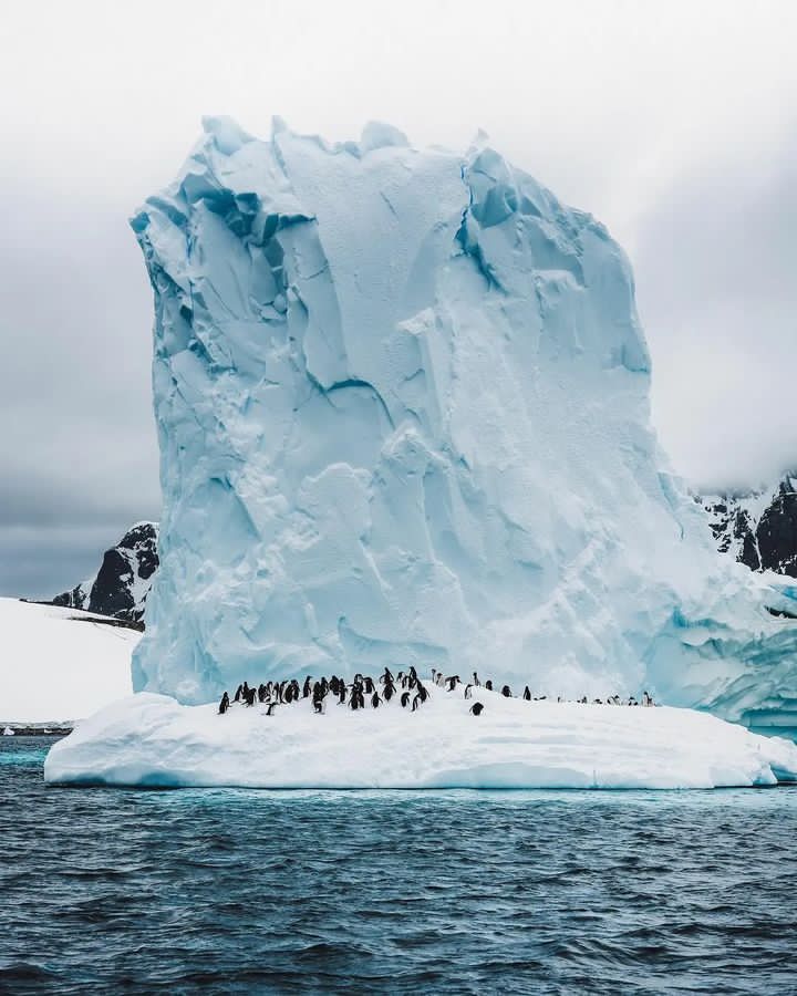 Sailing past a colony of Gentoo penguins relaxing on an iceberg in the Antarctic peninsula 🐧