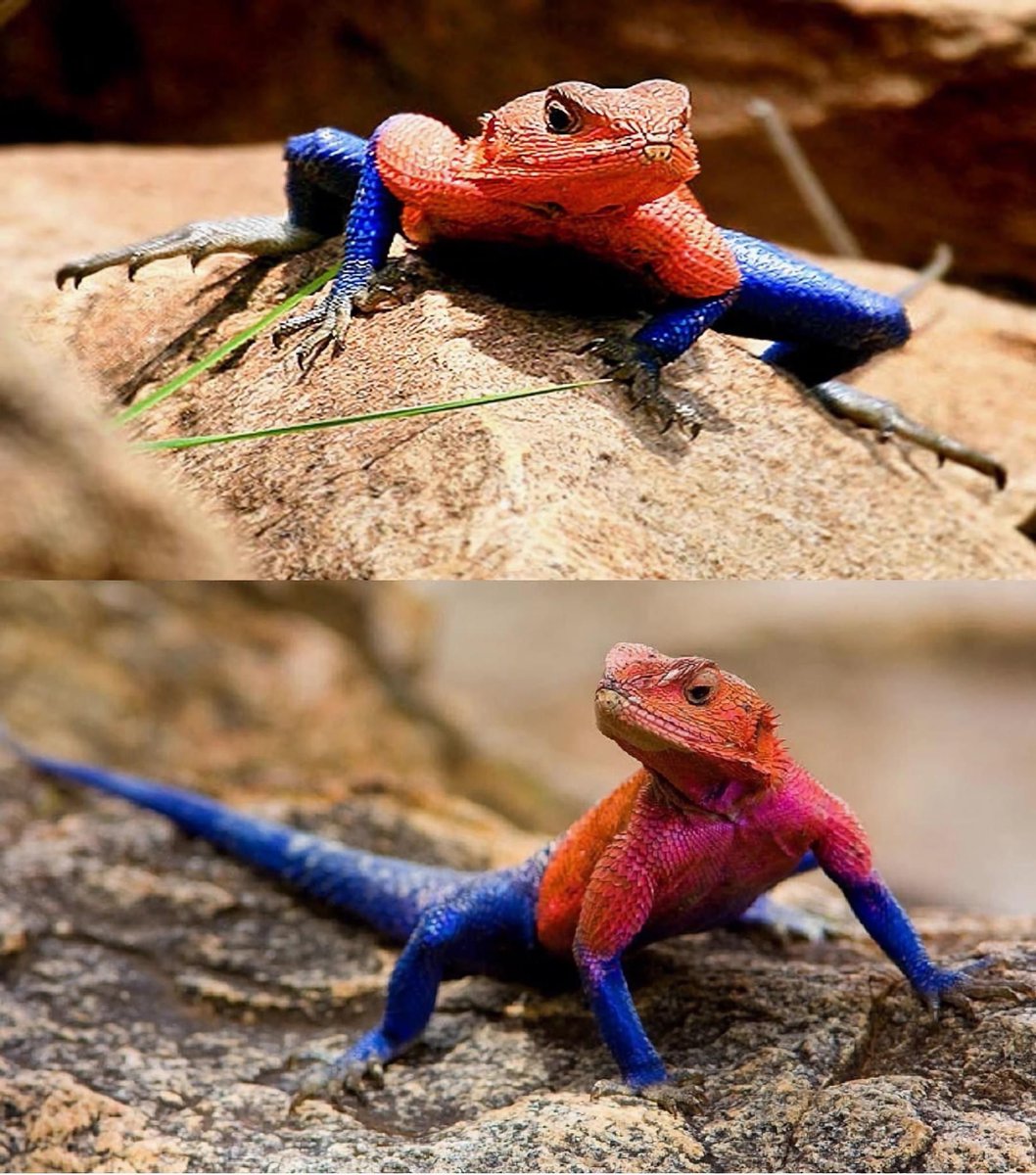 Buenos días 😙 Lagarto spiderman El Agama mwanzae o popularmente conocido como lagarto araña, un reptil nativo de Kenia, Ruanda y Tanzania Tiene escamas azules y rojas que le dan un curioso parecido con el personaje de Marvel Spiderman.