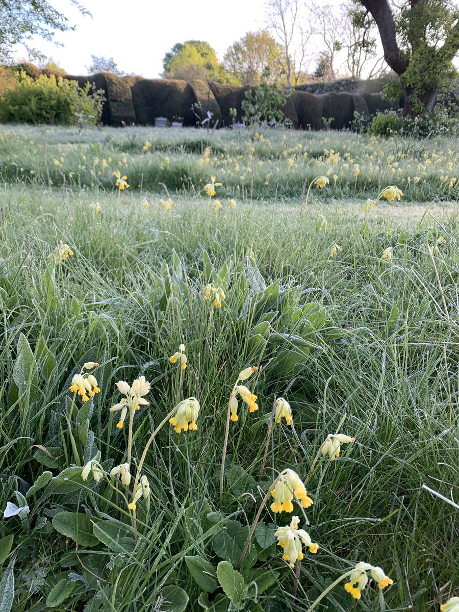 On #WorldEarthDay I’m taking a moment to appreciate the beauty of our planet and renew my commitment to the care of creation. This year’s theme is ‘Planet vs. Plastic’. Thankfully no single use plastics in the cowslip meadow at @bishopsgardens - a source of daily joy at present.