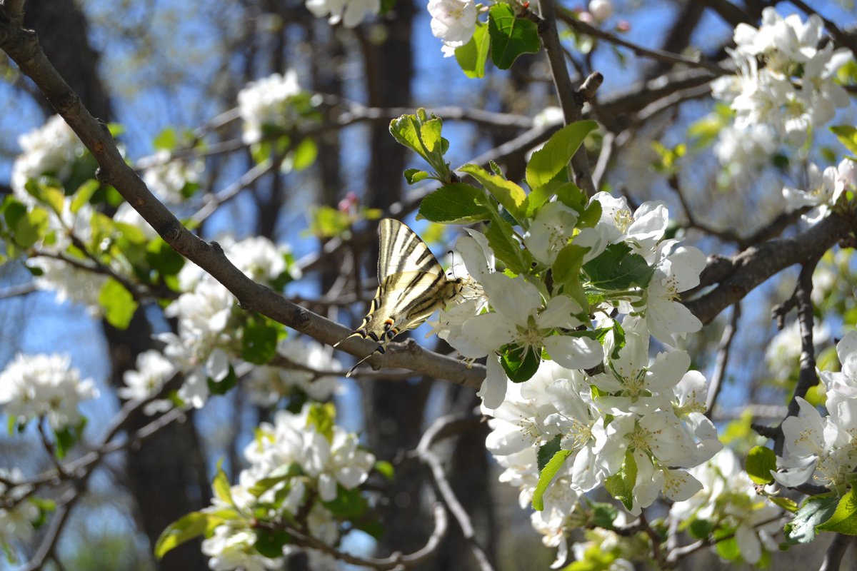 Vivir y trabajar en el campo te permite estar en contacto con la realidad palpable, esa que aún existe fuera de las pantallas de los móviles
Esta mariposa que pillamos ahí libando néctar de la flor de un maguillo (Malus sylvestris) se llama "chupaleches" (Iphiclides feisthamelii)