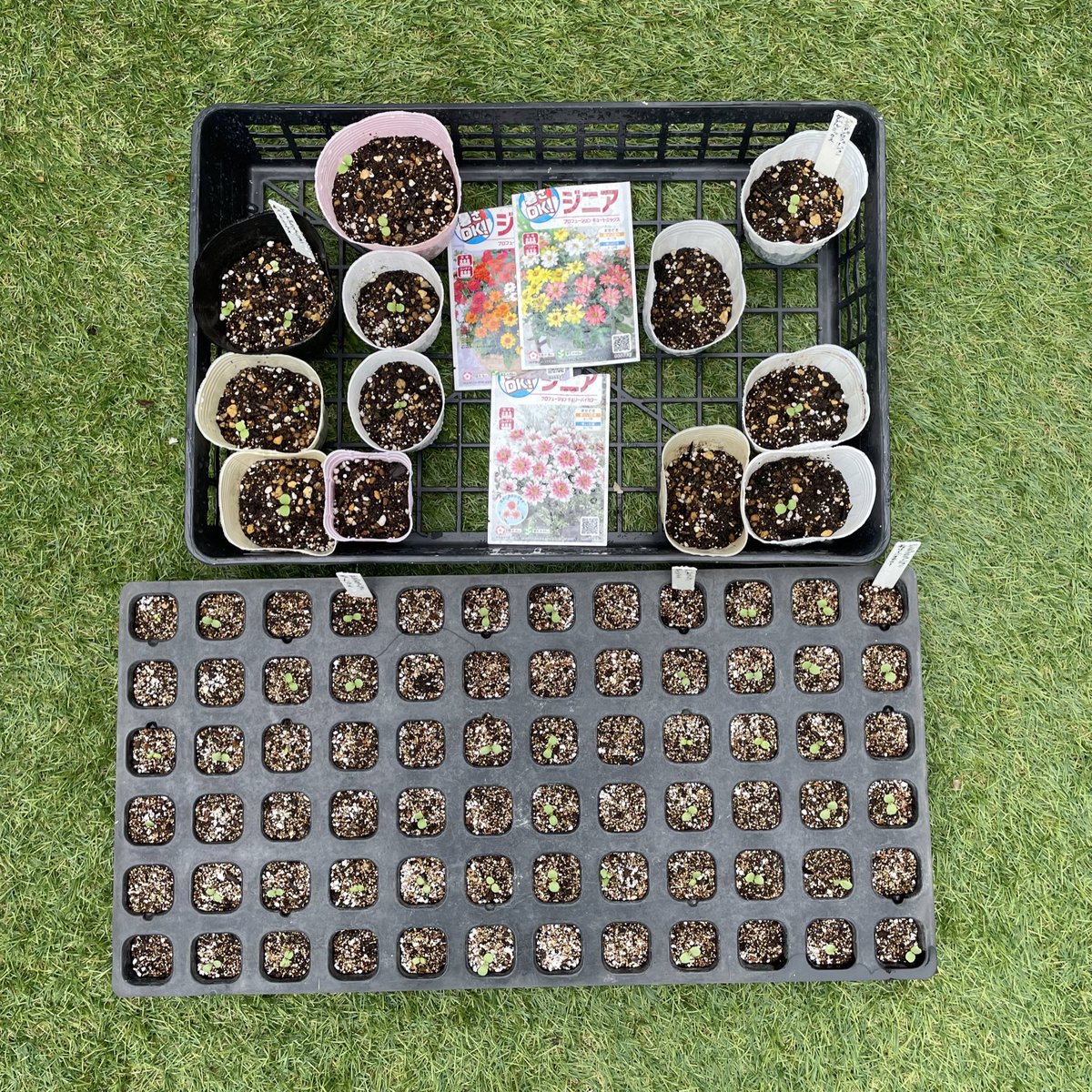 Mrsgreen_white's tweet photo. ジニアプロフュージョン種まき10日目

本日までの発芽は…
キュートミックス　25発芽/36粒中
ダブルミックス　21/35
チェリーバイカラー　13/18

ん？芽が減ってる…
よく見てみると食べられてる😨
ここ数日雨が多かったからナメクジなのか…とりあえず薬を撒いてみる😫
許すまじ👹🔥

#ジニア https://t.co/OMBUo7JPbm