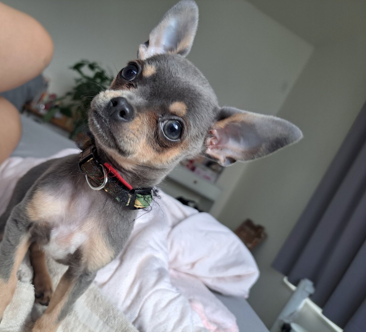 a1i1a1i2's tweet photo. 愛犬チップくん❤️🐶🐶❤ https://t.co/14dqKdlJ7Y