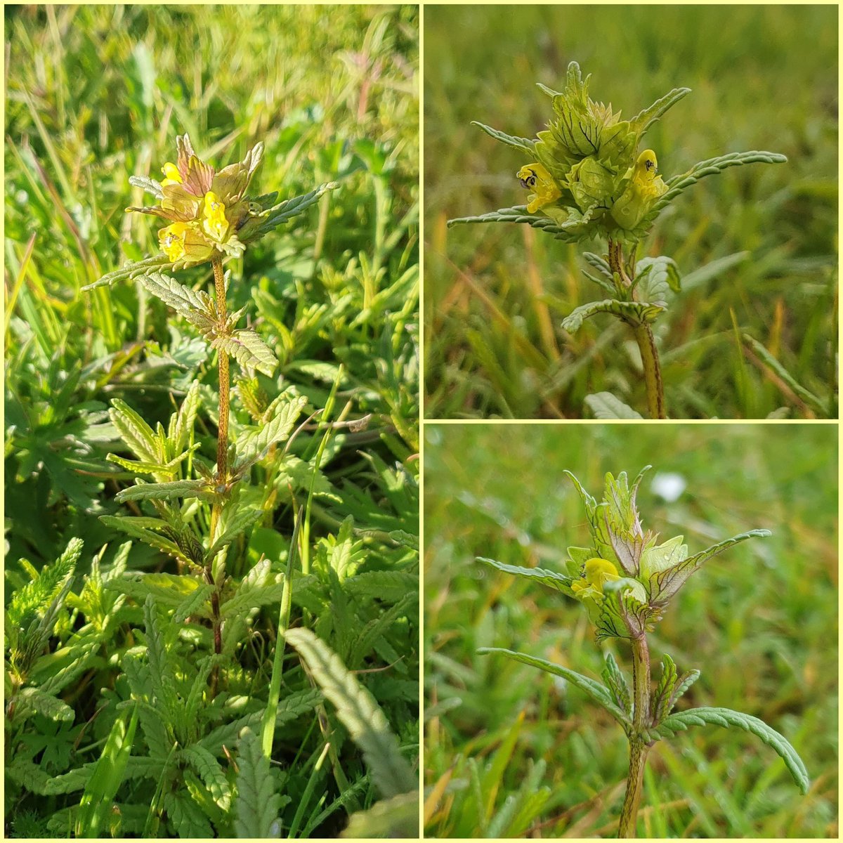 Some of my new babies are starting to flower! I’m hoping our meadow areas will be awash these in a month or two. Terribly exciting after all the work that went into collecting the seed, preparing the ground and sowing. #yellowrattle #meadowmaker #gardeningforwildlife