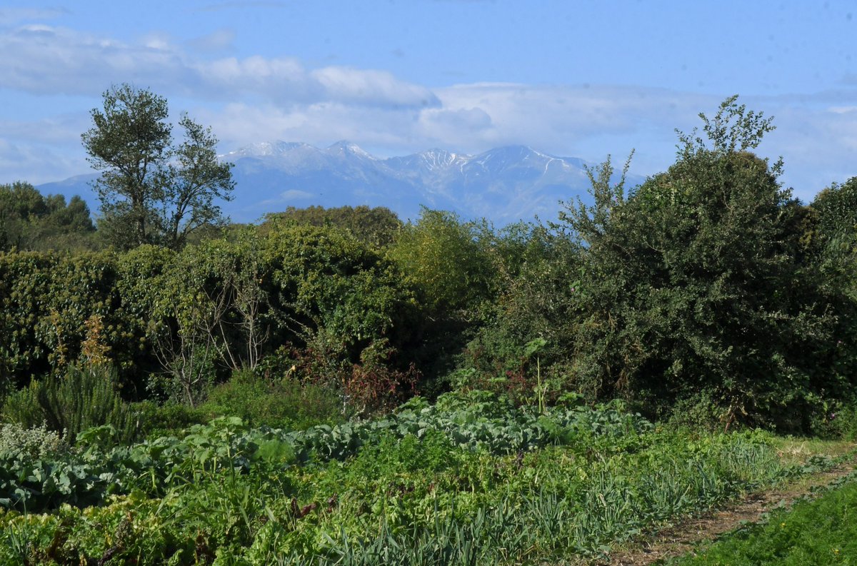 L'agriculture régénérative plus résiliente face au réchauffement climatique. Sortir du modèle de l’agriculture conventionnelle basée sur la monoculture, la mécanisation et la chimie qui épuisent les sols, c’est son but. radiofrance.fr/franceculture/…