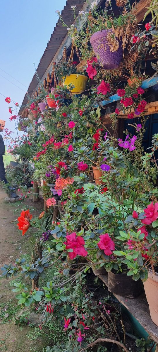 KuduLily's tweet photo. घर सानो ठुलो जस्तो होस् , घरको आगनमा चाहिँ फुल बगैंचा अनिवार्य होस् !
#इलाम #पुर्बेलीफुलसस्कृती https://t.co/zwse8qwfaq