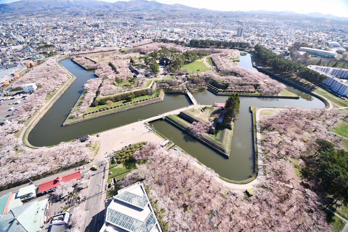 壁IΘ•｡) < 18日に開花となった五稜郭の桜、連日の暖かさで、5〜7分咲きとなりましたご。今日か明日には満開になりそうな勢いですごー🌸

#函館　#五稜郭　#桜