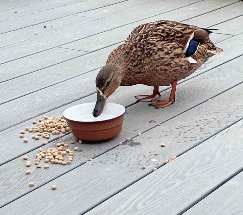 @malphesius @UkAnvil May I kick off as Jemima has just dropped in for her brekkie 🦆 note the strip of cobweb on her beak ❤️