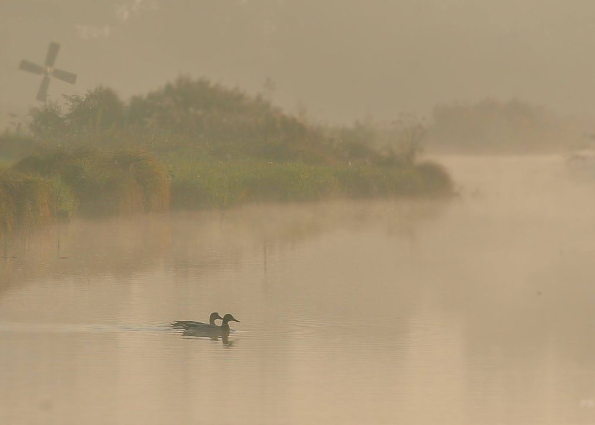 It's here #MallardMonday 🦆 Let's have a warm welcome for @UkAnvil our host for today. We enjoy our little swim in the morning mist.