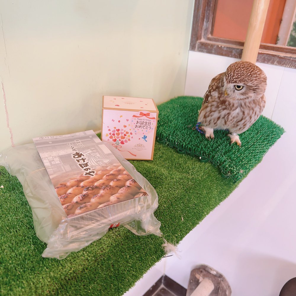 Owlvillage_H tweet picture